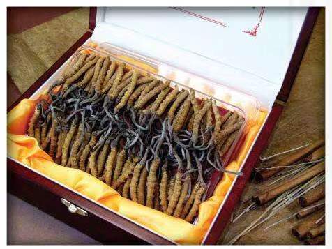 观山湖冬虫夏草回收